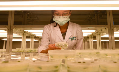 ↑2021年11月25日,在海南省三亚市崖州湾种子实验室,隆平生物技术公司科研人员在开展科研工作。新华社记者 杨冠宇 摄