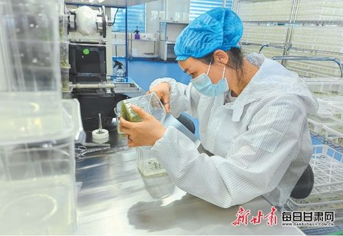 小土豆 书写乡村振兴 大文章 甘肃做大做强马铃薯产业夯实粮食安全基础