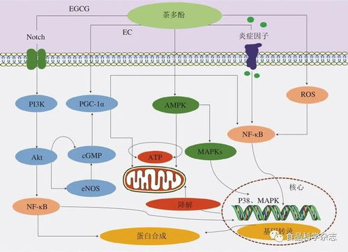 食品科学 湖南农业大学刘仲华院士等 茶多酚对心肌保护作用的研究进展