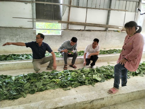 贵港市农业科学研究院桑蚕技术团队到覃塘区开展农村生产鉴定试验蚕品种饲养技术指导