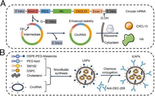 华中农业大学赵凌教授团队环状RNA疫苗研究取得新进展