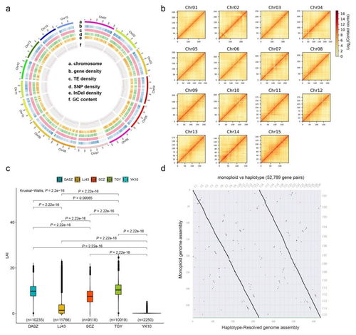 nature genetics项目文章 茶树单体型基因组组装揭示茶树的演化史