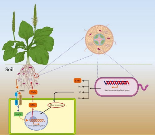 微生物调控药用植物次级代谢积累研究进展综述