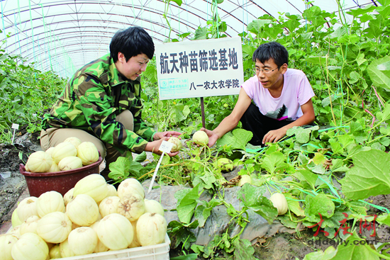 市校融合发展硕果累累,八一农大航天育种试验基地.