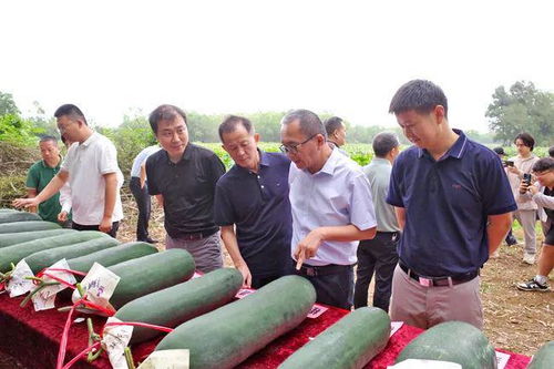 23个新品种冬瓜亮相 儋州这场观摩会举行