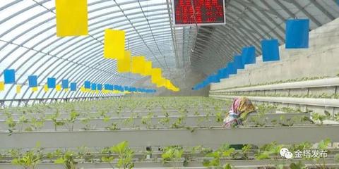 【“三抓三促”行动进行时】金塔县 科技唱主角 农业增效益