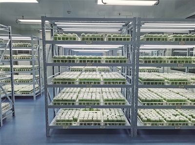 科创赋能提升百合‘芯’动力——兰州市科技局加强种质资源保护引领产业高质量发展